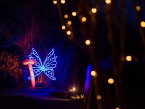 Step into a magical festive wonderland at Cotswold Farm Park this Christmas