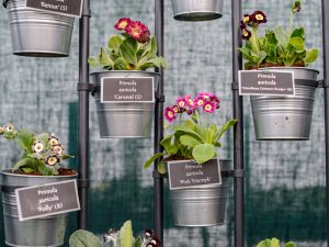 Shropshire’s Hillview Hardy Plants confirmed as RHS Malvern Spring Festival’s ‘Master Grower’ 2023