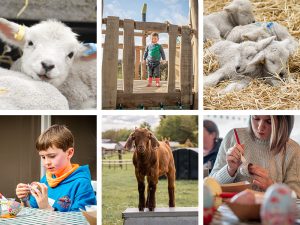 Lambing it up! Egg-citing list of activities, including UK’s largest lambing event, unveiled this Easter at Adam Henson’s Cotswold Farm Park