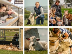Round up the flock! Cotswold Farm Park announces exciting spring activities, including brand-new sheepdog show for May Half-Term Holidays