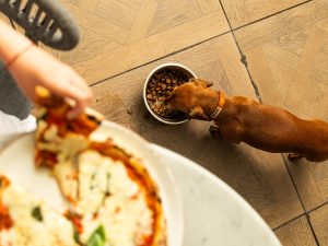 Four-legged friends can accompany owners and enjoy their very own dog menu at Settebello Belgrave House