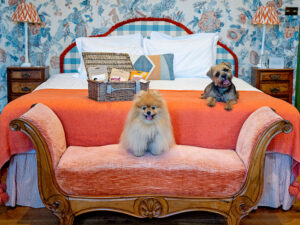 Luxurious dog friendly stays in the Cotswolds, where every guest feels at home