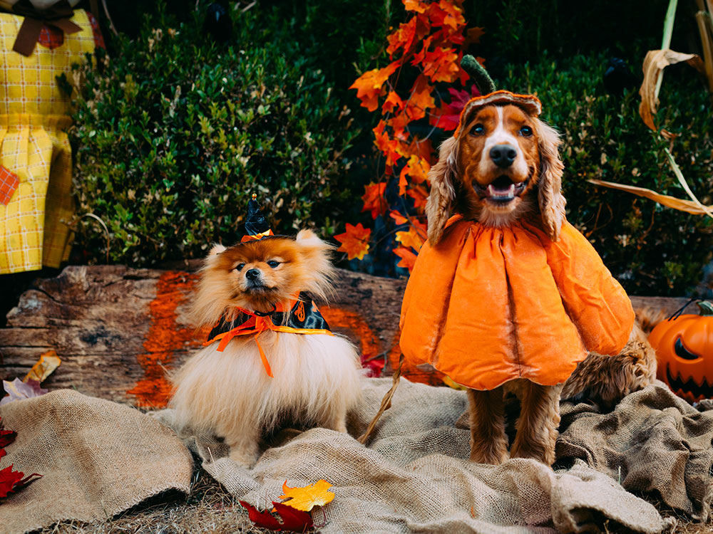 the-old-bell-hotel-howl-oween-2026-2