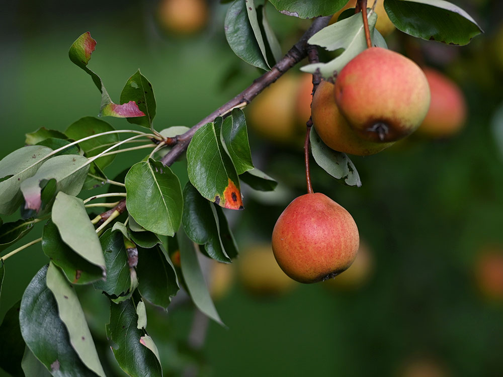 three-counties-perry-pear-trees-aug-2026-2